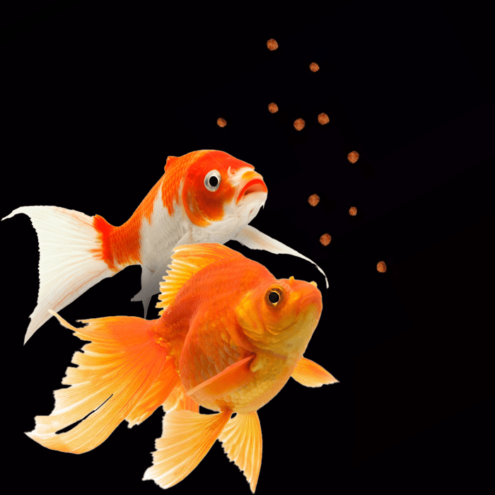 Ilustração Peixe com Ração Kinguio e Koi Colors Poytara